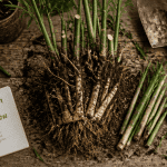 division rhizome ou bouture bambou