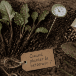 quand planter betterave semis et pousses