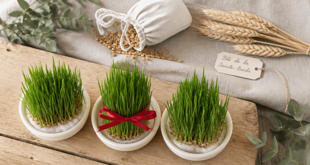 quand planter le ble de noel trois coupelles blé vert