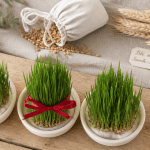 quand planter le ble de noel trois coupelles blé vert