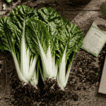 quand planter les blettes en pleine terre, outils et récolte