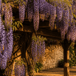 Quand planter une glycine sur pergola en fleurs
