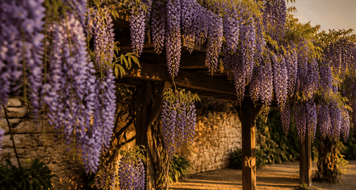 Quand planter une glycine sur pergola en fleurs