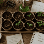 quand semer graines de tomates godets et calendrier