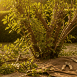 seringat taille severe branches coupe et jeunes pousses