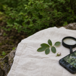 Comment reconnaitre une plante : feuille et bouton de fleur, loupe et smartphone