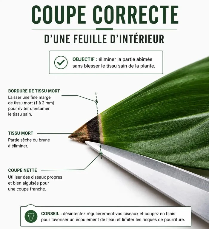 Schéma illustrant la technique pour couper le bout des feuilles marron d'une plante d'intérieur sans blesser la partie saine.