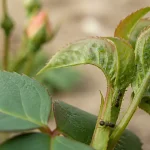 Pucerons verts sur rosiers : feuilles collantes et miellat