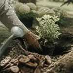 Quand planter des hortensias : main en gants plante une motte dans le sol