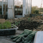 Que peut on planter dans le jardin en ce moment : semis et paillage contre le gel, terre fraîche, étiquettes ail oignon
