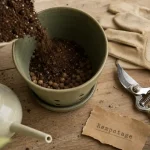 Comment rempoter une plante d'intérieur : pot, terreau et drainage, quand agir