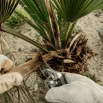 Comment tailler les palmiers au printemps : palme coupée sans toucher le bourgeon terminal
