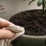 Marc de café plante moucheron : terreau humide et moucherons en bokeh