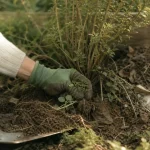 Plantes envahissantes jardin : rhizomes et plantules arrachées