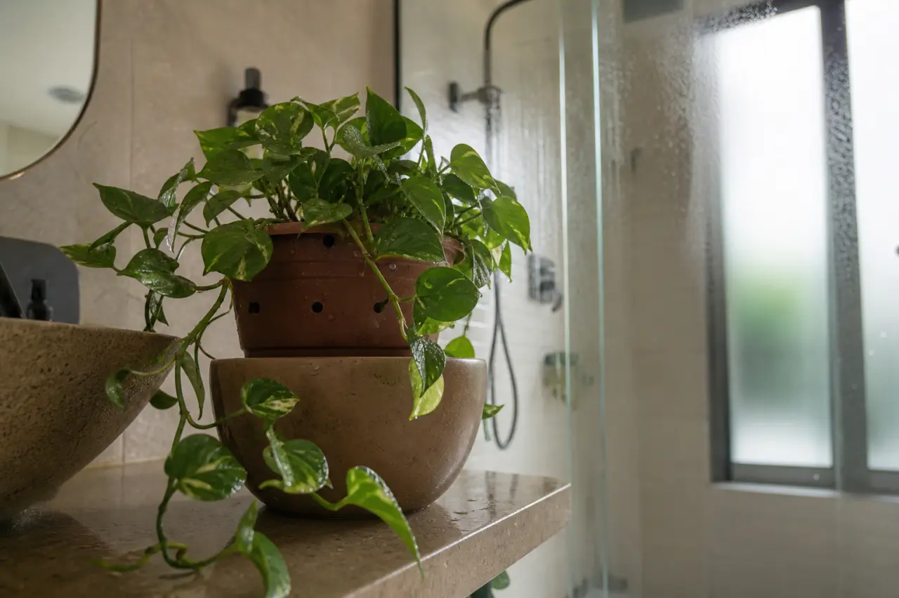 Plantes faciles pour salle de bain : pothos dans une salle de bain humide, lumière douce