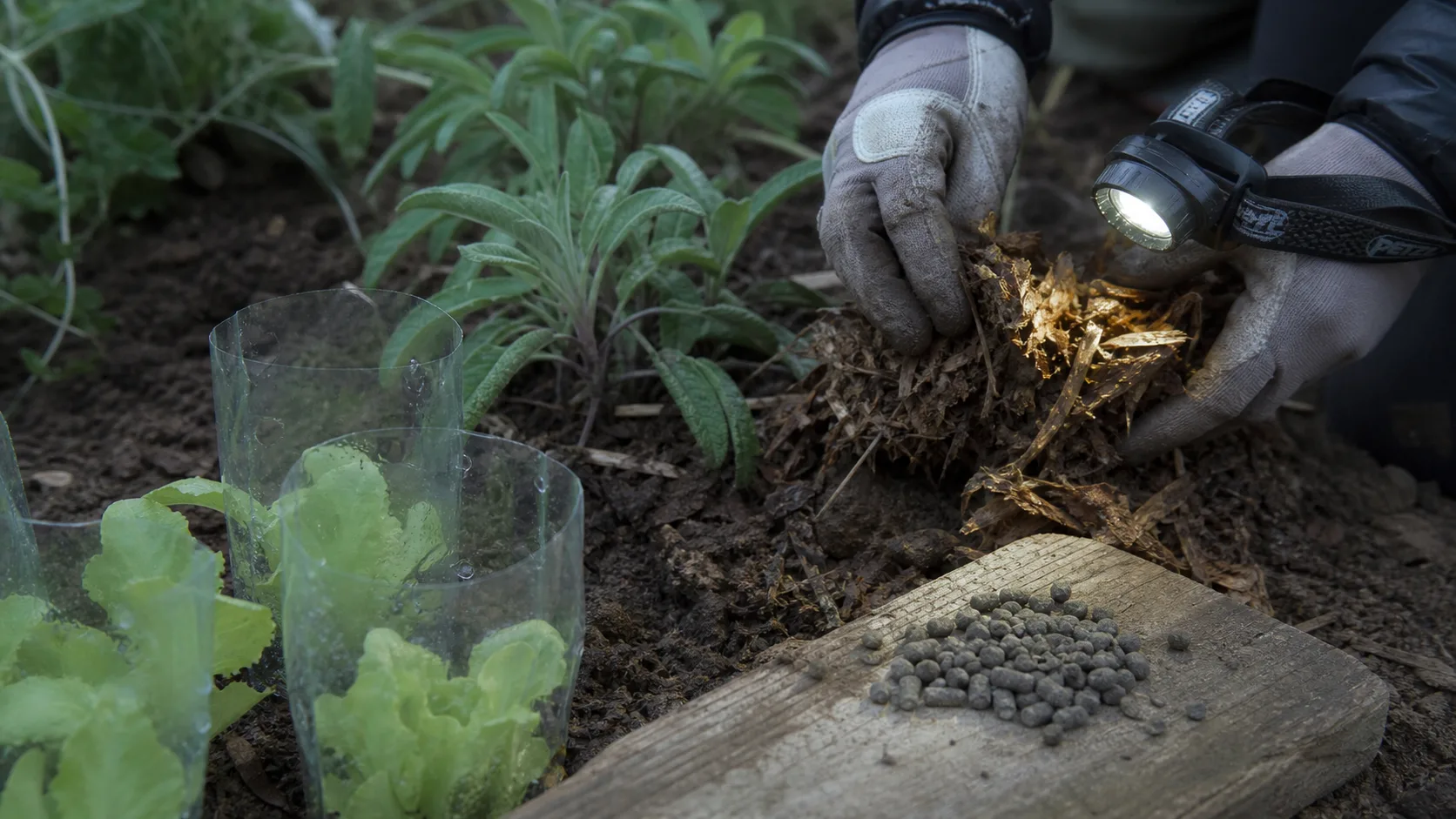 Protéger son potager des limaces : collerette anti-limaces autour de jeunes salades
