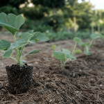 Quand planter les courgettes : plant en godet, 10°C au potager
