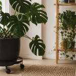 Support plante intérieur sur roulettes à côté d’une étagère, plantes vertes en salon lumineux