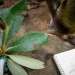 Maladie des rhododendrons : feuilles jaunes, bords grignotés et boutons secs sur rhododendron